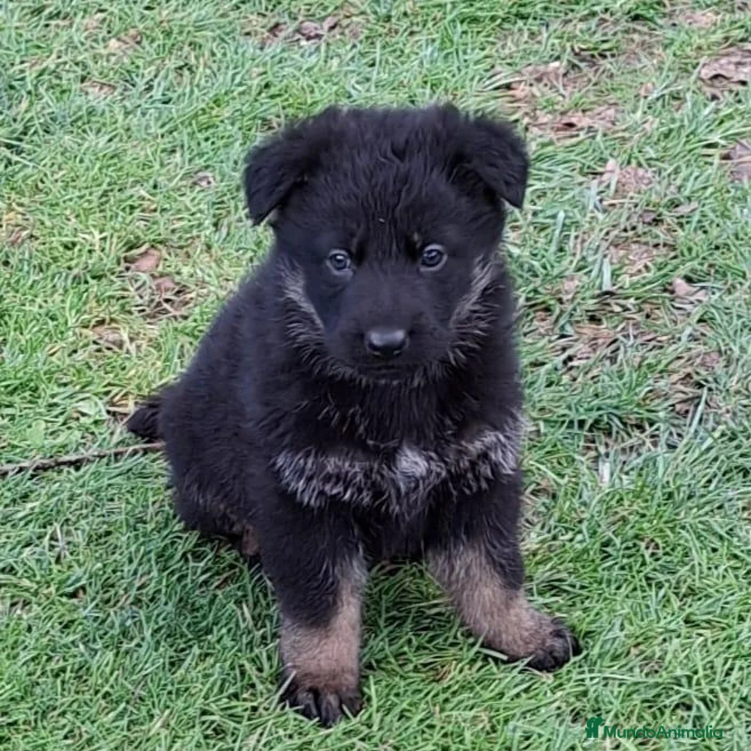 Pastor Alemán perros en venta: Cachorros pastor aleman - Anuncio 2