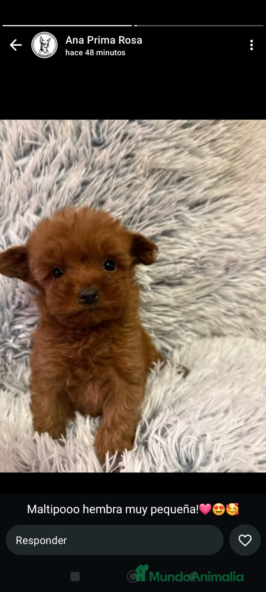 Caniche Toy perros Caniche toy - Anuncio 1