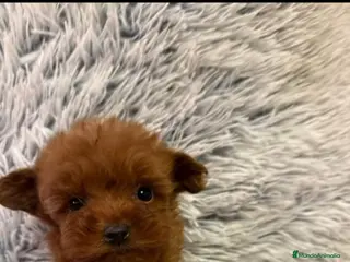 Caniche Toy perros Caniche toy - Anuncio 1