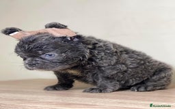 Bulldog Francés perros en venta: FRENCHIES ÚNICOS ///CARÁCTER INCREÍBLE  - Anuncio 3