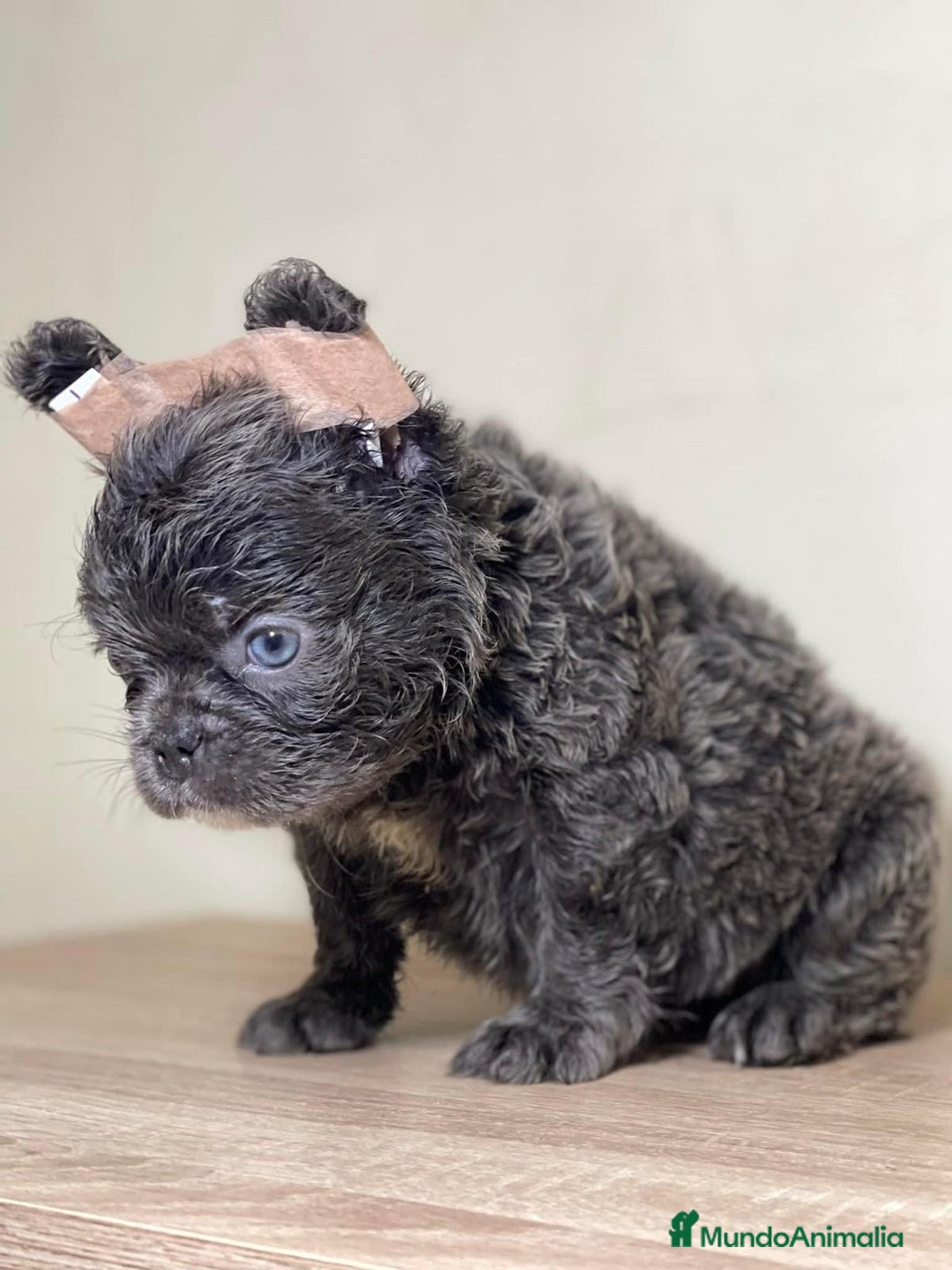 Bulldog Francés perros en venta: FRENCHIES ÚNICOS ///CARÁCTER INCREÍBLE  - Anuncio 3