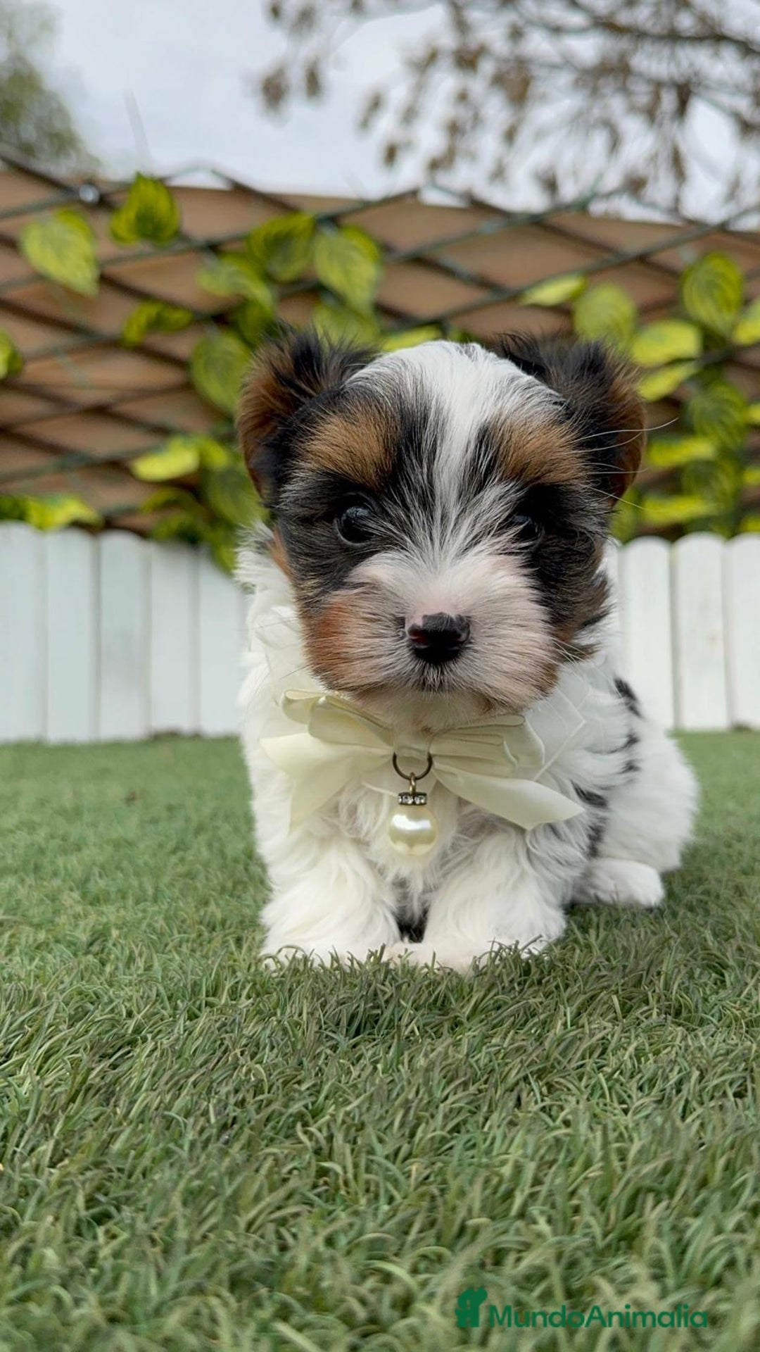 Yorkshire Terrier perros en venta: YORKSHIRE BIEWER - Anuncio 1