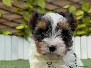 Yorkshire Terrier perros YORKSHIRE BIEWER - Anuncio 25