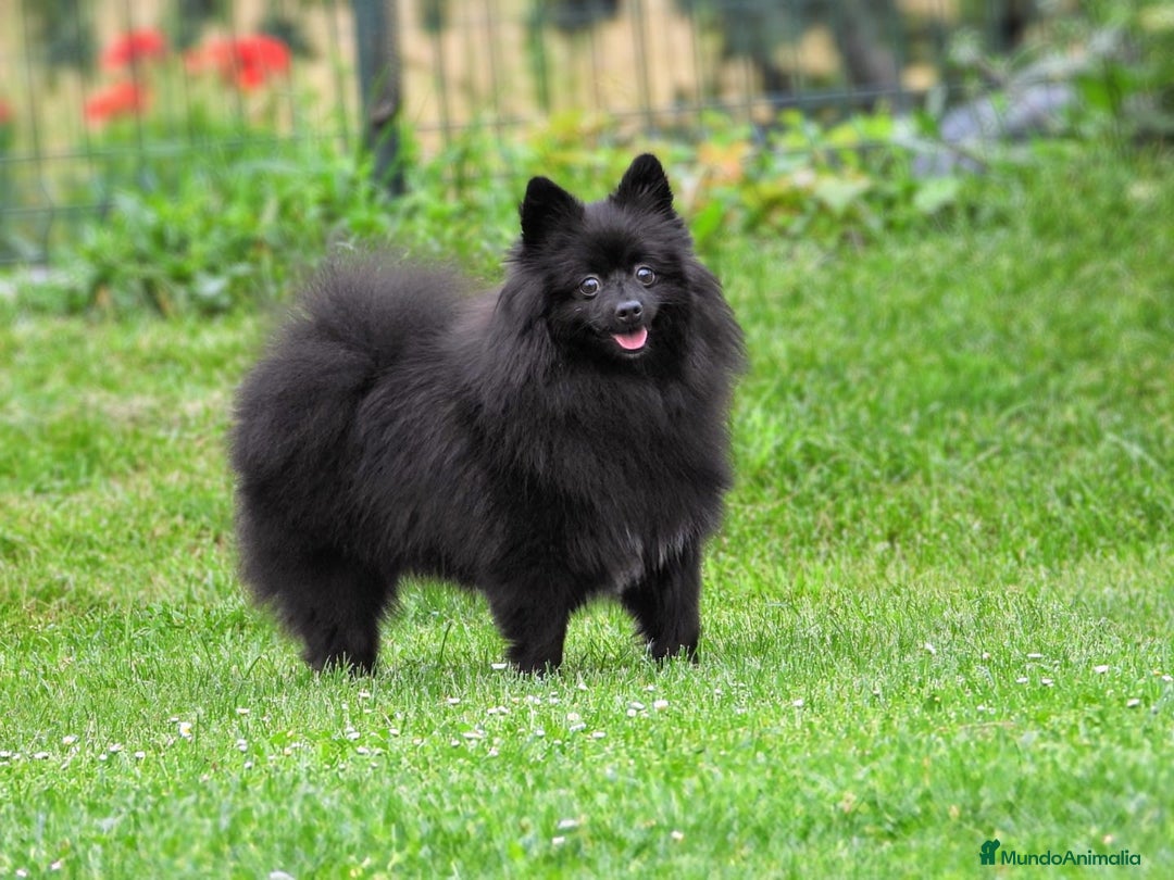 Pomerania perros en venta: Preciosos cachorros de pomerania - Imagen 10