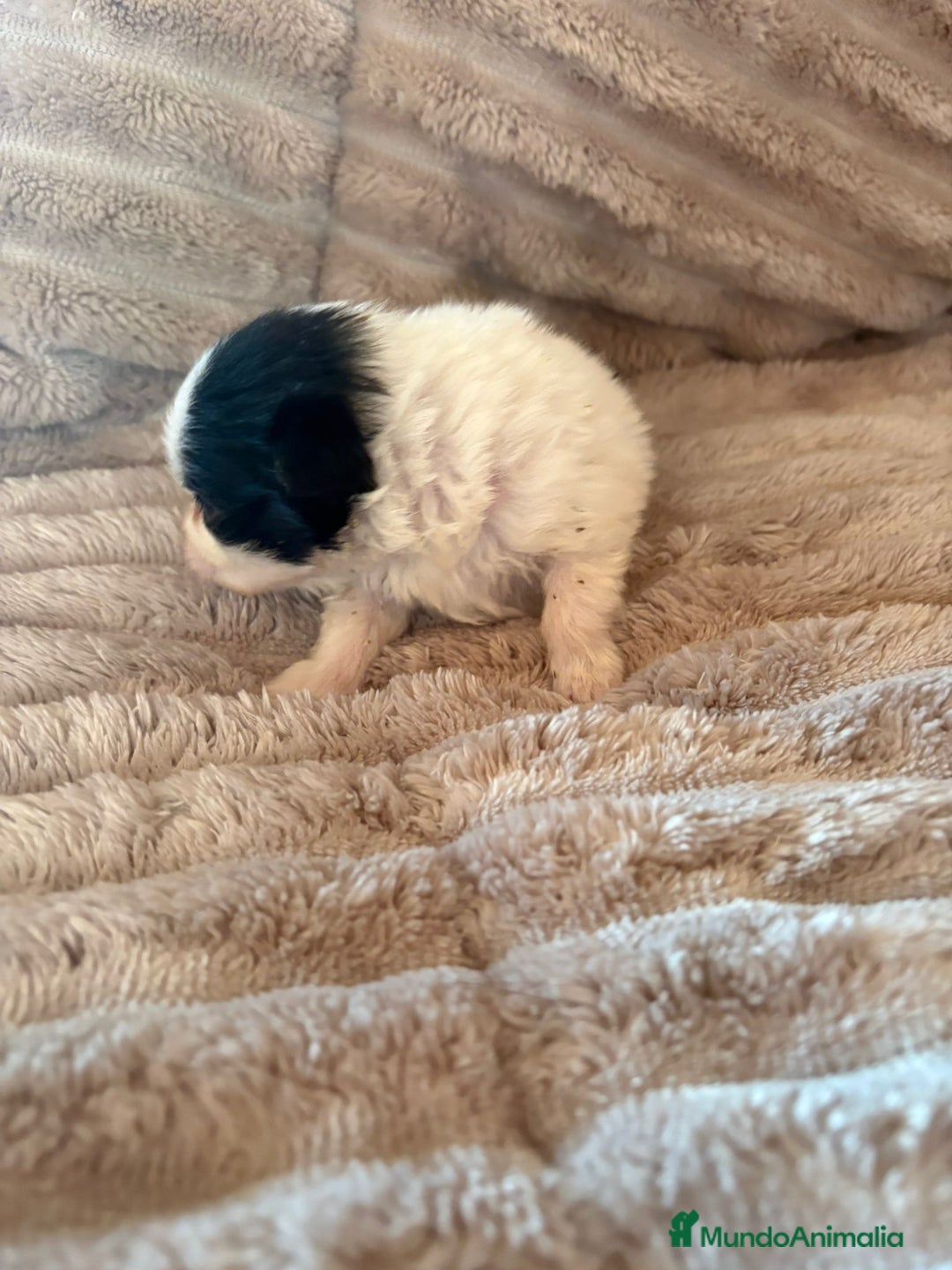 Pomerania perros en venta: Lulu Pomerania macho Party  Pele y Mele son papas  - Anuncio 14