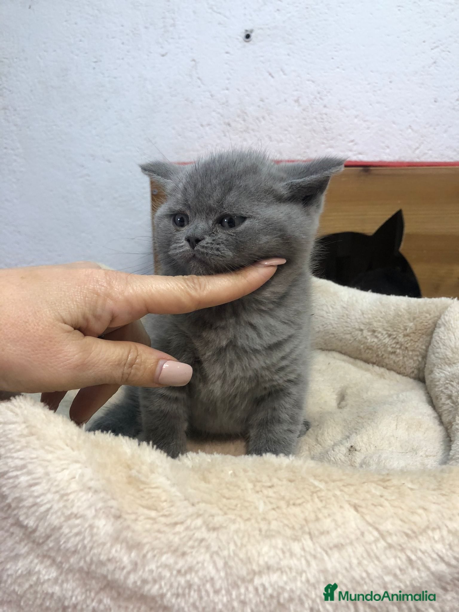 Británico de Pelo Corto gatos British shorthair  - Anuncio 2