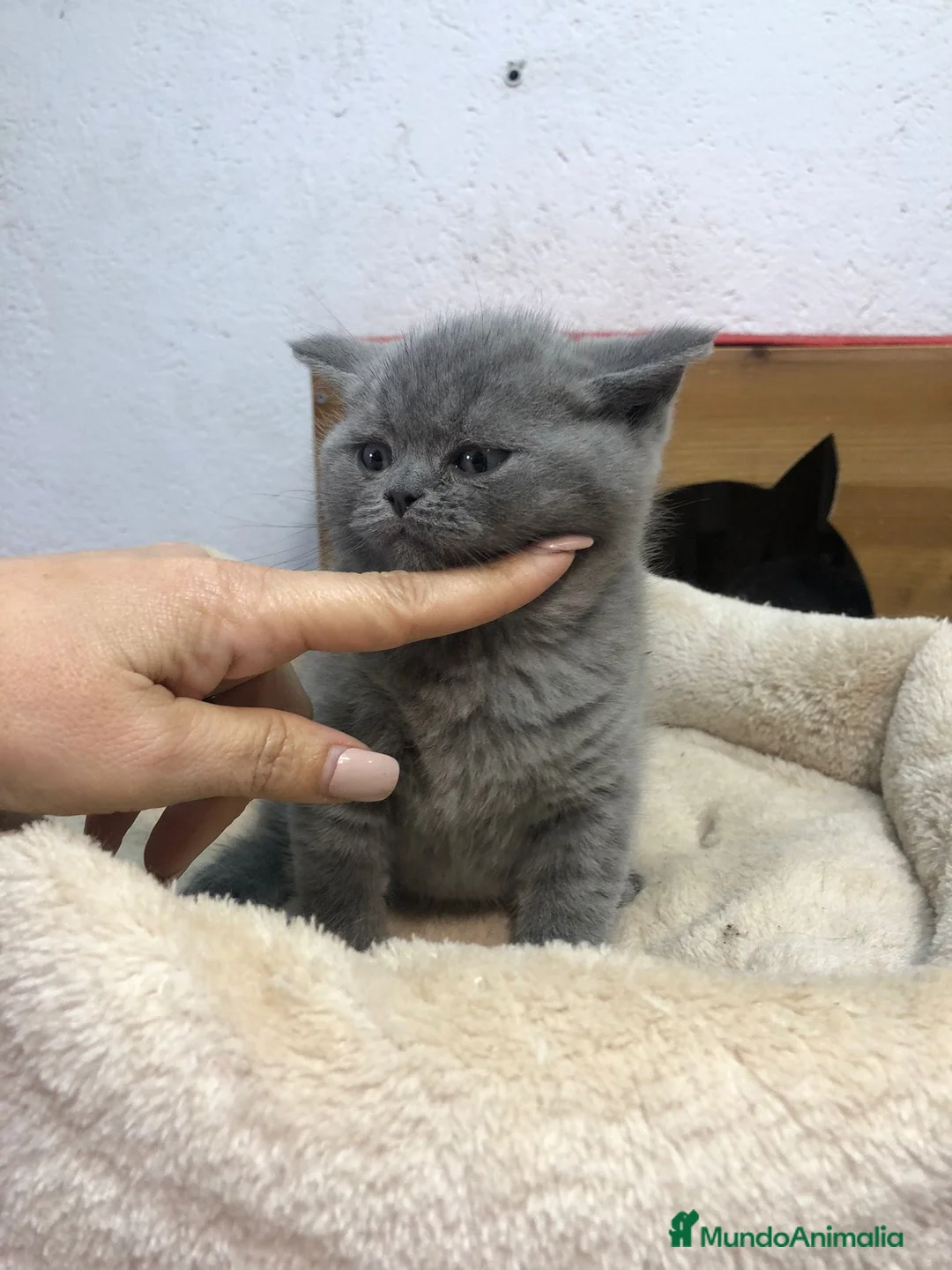 Británico de Pelo Corto gatos en venta: British shorthair  - Anuncio 1