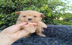 Maltipoo perros en venta: Hembritas maltipoo  - Imagen 3