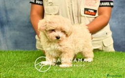 Maltipoo perros en venta: Cachorros de maltipoo disponibles.  - Imagen 4