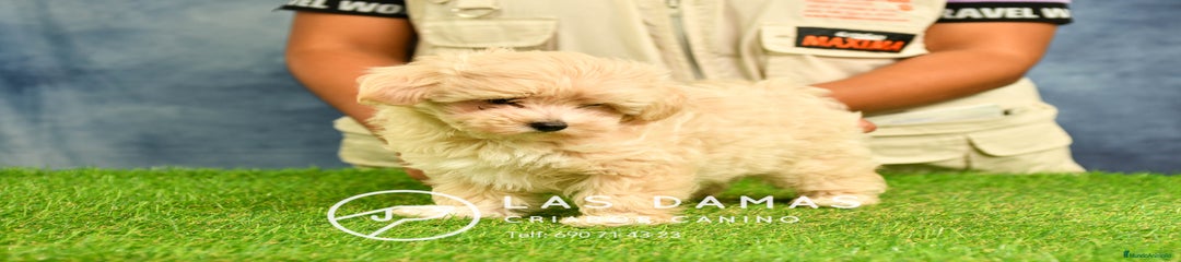 Maltipoo macho 2