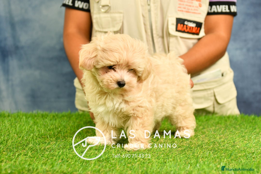Maltipoo perros en venta: Cachorros de maltipoo disponibles.  - Imagen 4