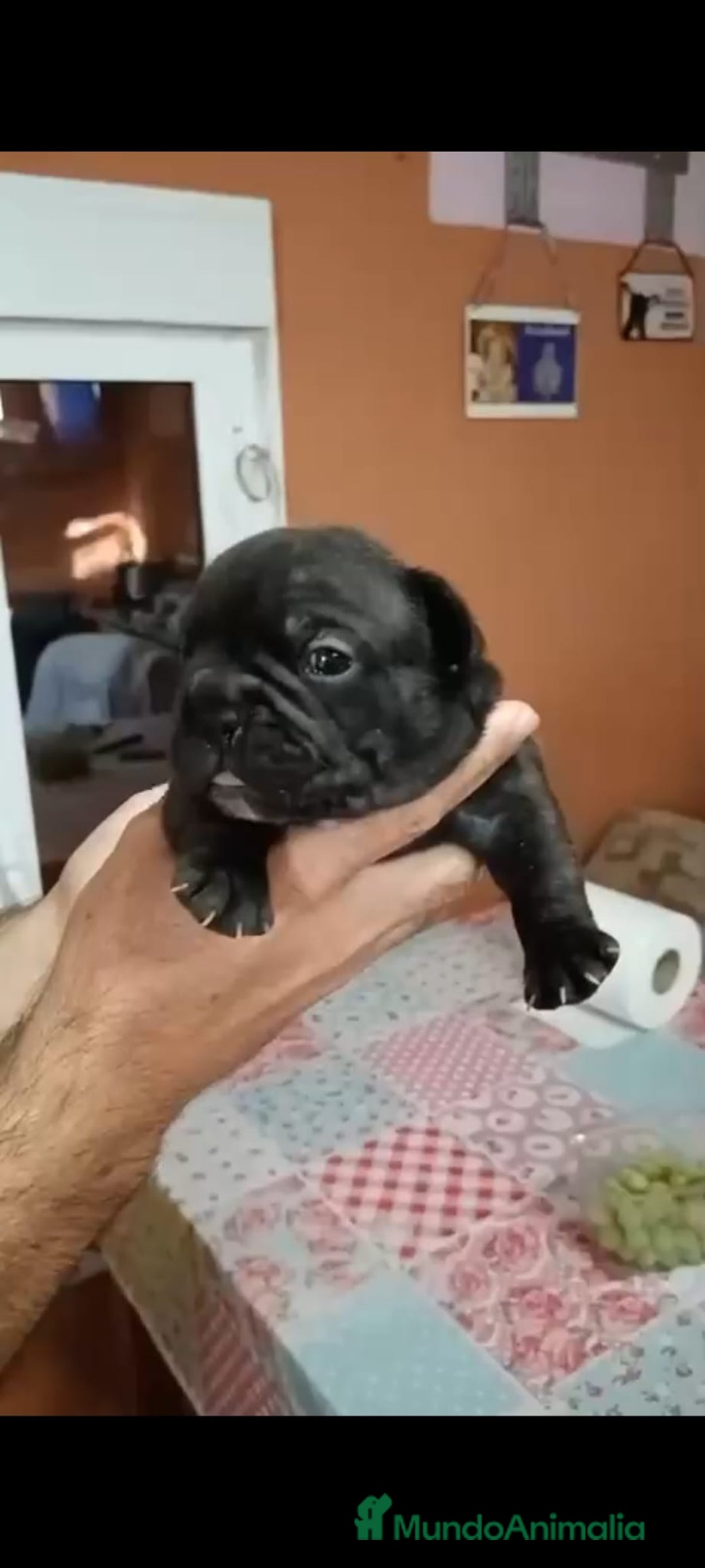 Bulldog Francés perros en venta: Bulldog francés  - Imagen 6