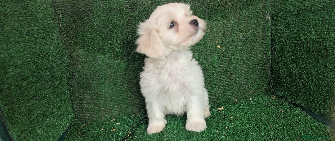 Bichón Maltés perros en venta: Se vende camada de bichón maltés toy  - Anuncio 3