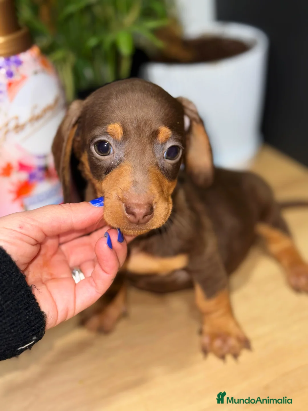 Teckel Miniatura perros en venta: Teckel hembra mini chocolate  - Anuncio 3