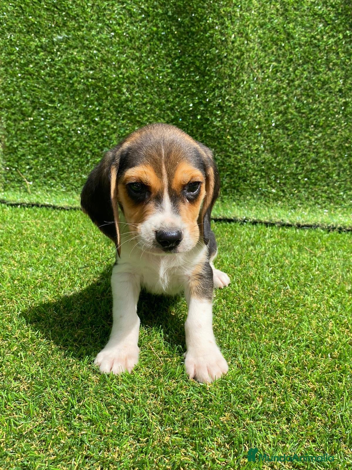 Beagle perros Beagle puppy  en Ciudad Real - Anuncio 2