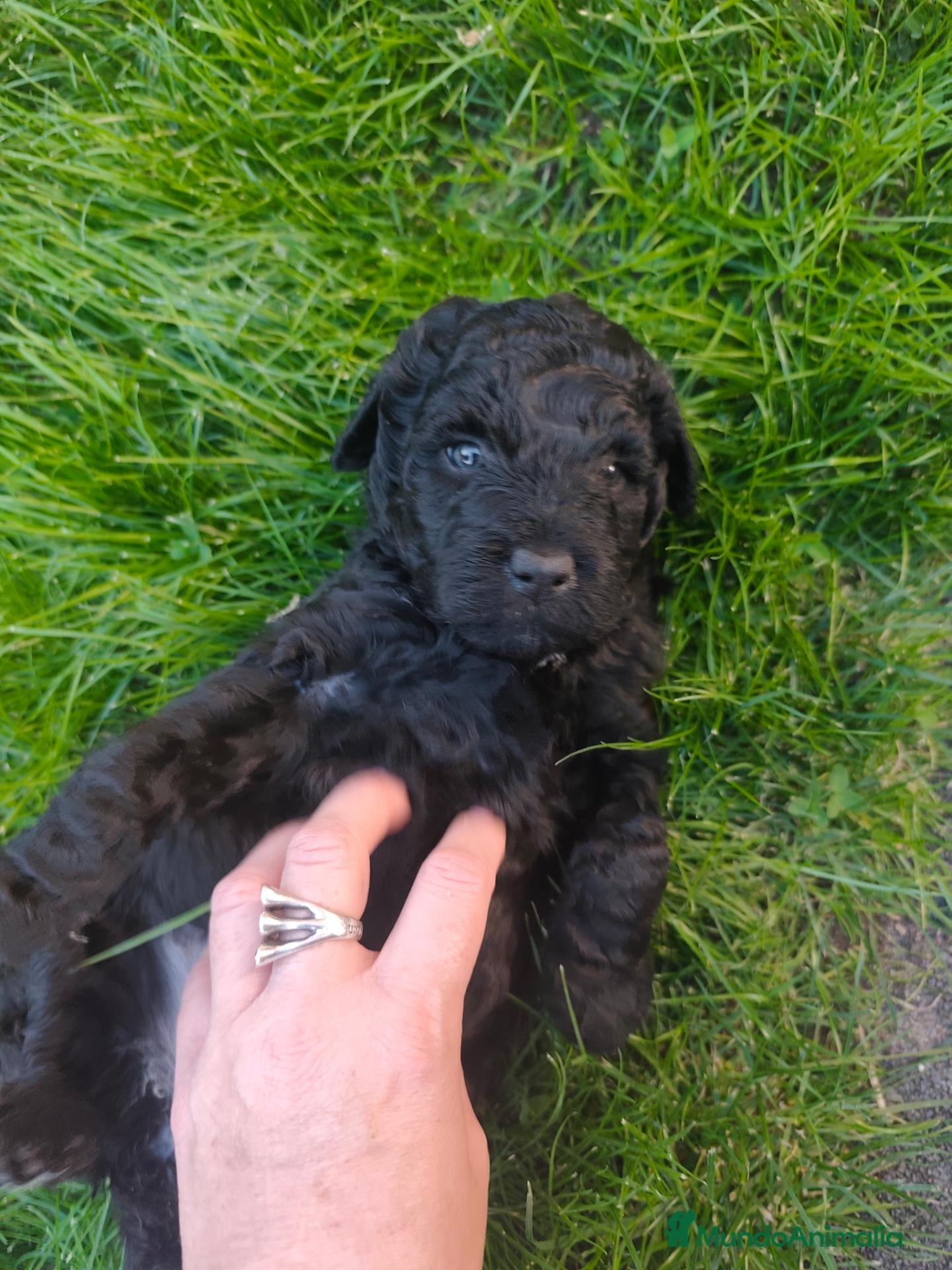 Perro de Agua Español perros en venta: ABRIMOS reservas  - Anuncio 13