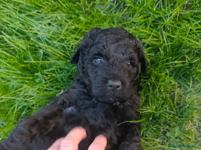 Perro de Agua Español perros en venta: ABRIMOS reservas - Anuncio 13