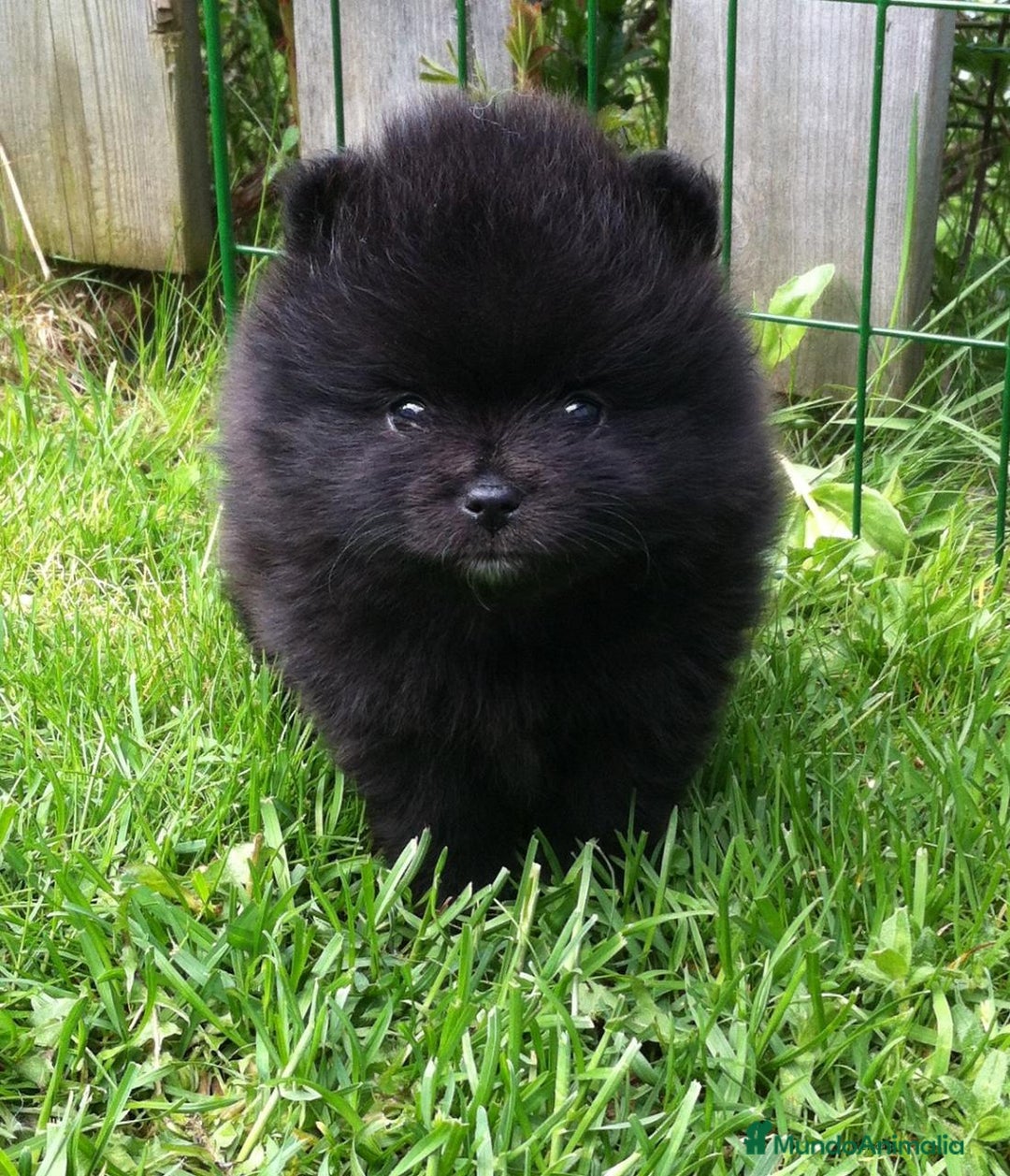 Pomerania perros en venta: pomerania  - Anuncio 1