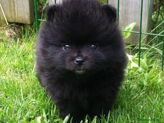 Pomerania perros pomerania - Anuncio 1