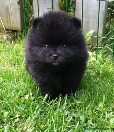 Pomerania perros pomerania - Anuncio 11