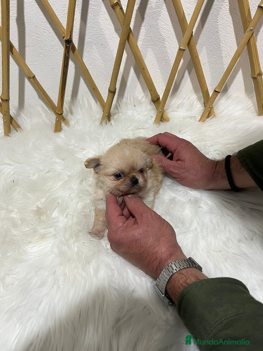 Chihuahua perros en venta: CHIHUAHUA PELO LARGO MINI TOY - Anuncio 3