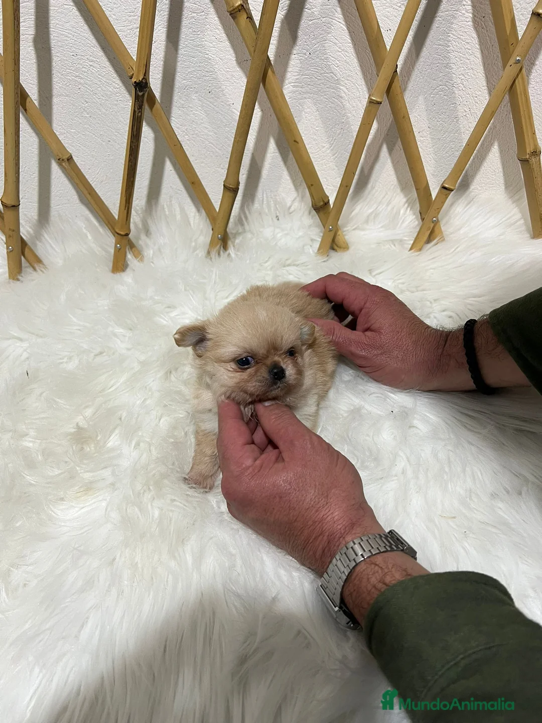 Chihuahua perros en venta: CHIHUAHUA PELO LARGO MINI TOY - Anuncio 3