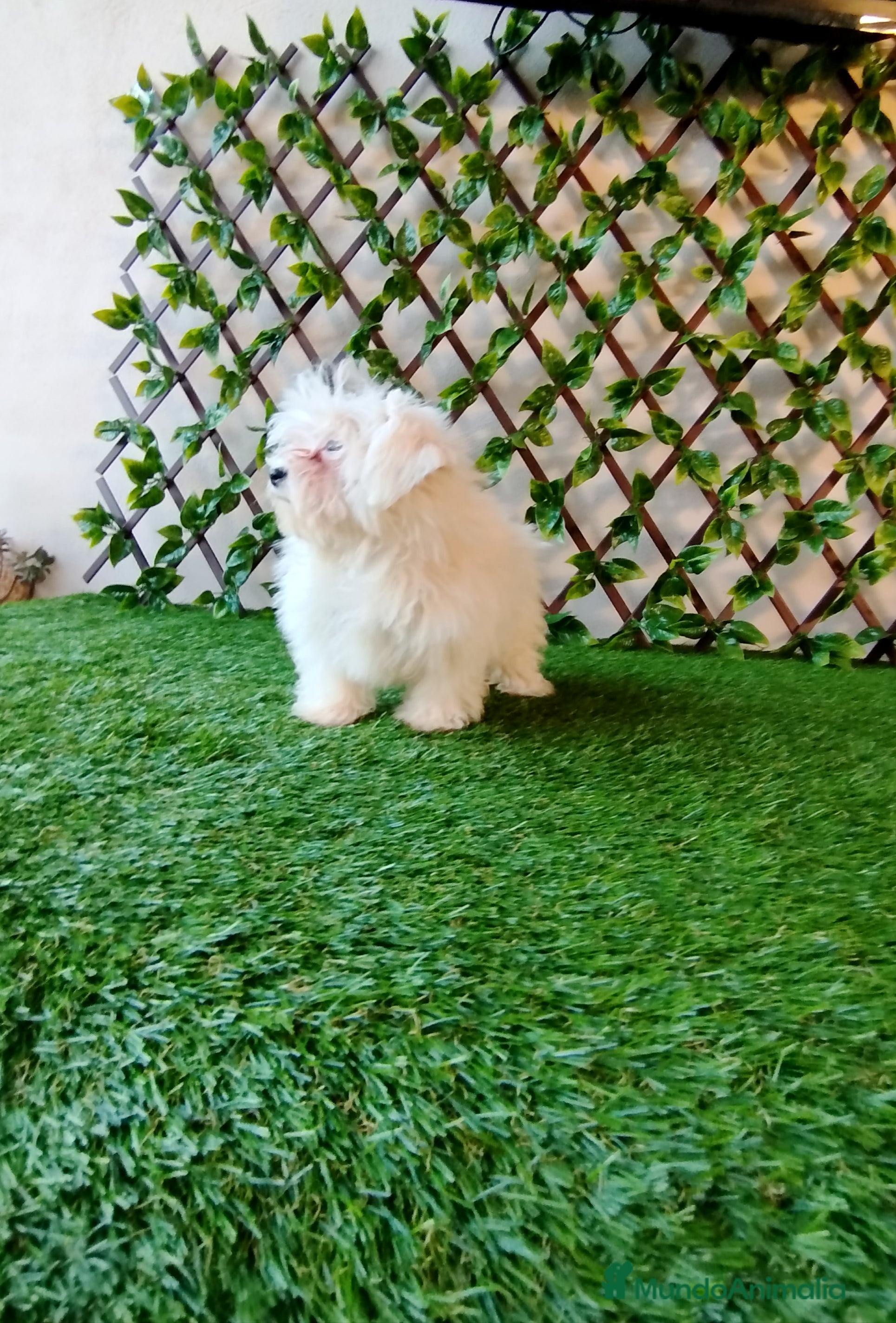 Bichón Maltés perros Bichón maltés toy  - Anuncio 2