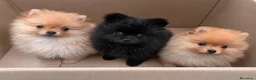 Pomerania perros en venta: POMERANIA MINIATURA - DISPONIBLES  - Anuncio 1