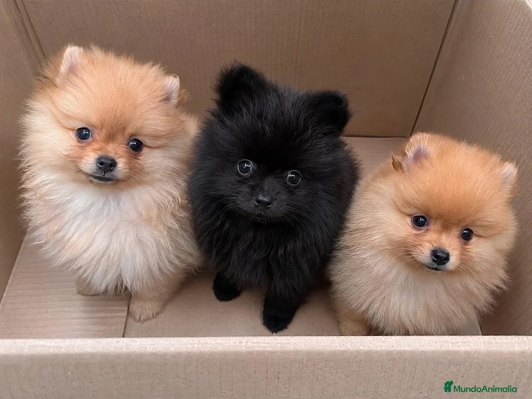 Pomerania perros en venta: POMERANIA MINIATURA - DISPONIBLES  - Anuncio 1
