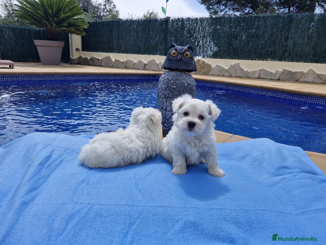 Bichón Maltés perros en venta: Bichón Maltés preciosos  en Barcelona - Imagen 1
