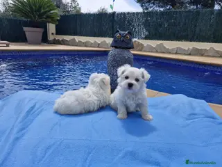 Bichón Maltés perros Bichón Maltés preciosos en Barcelona - Anuncio 19