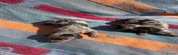Teckel perros en venta: perro salchicha bebe en Madrid - Anuncio 7