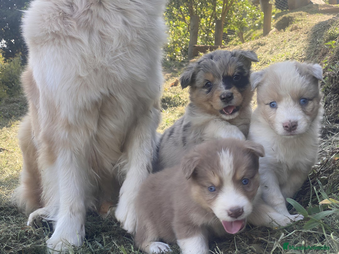 Border Collie perros en venta: Border collie cachorros  - Anuncio 2
