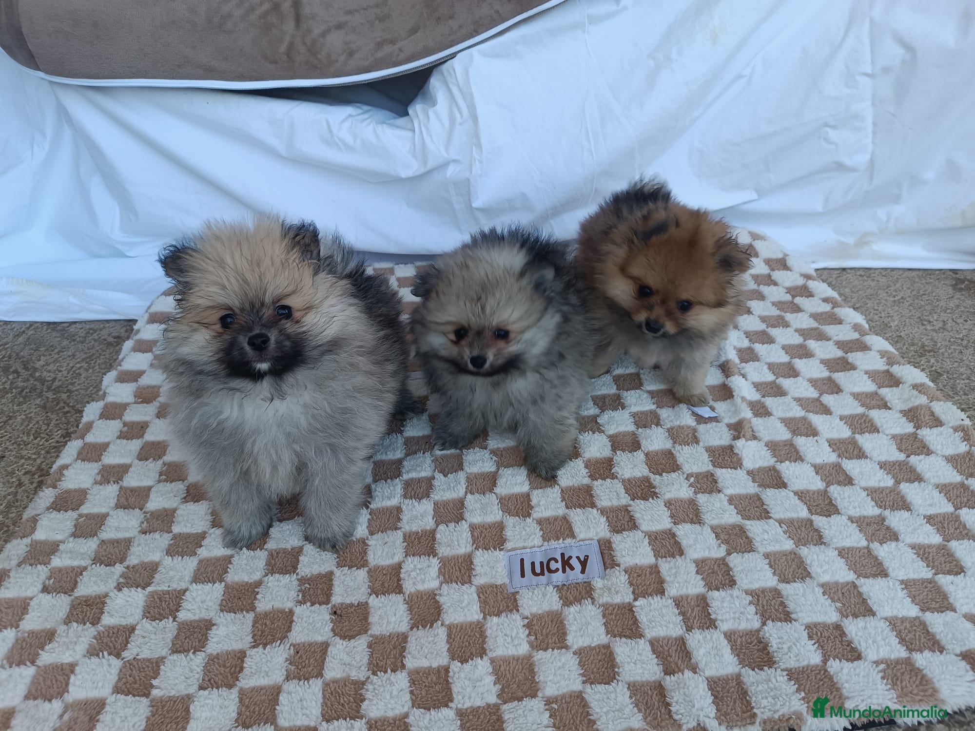 Pomerania perros PRECIOSOS POMERANIAS MACHITOS - Anuncio 26