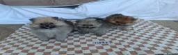 Pomerania perros en venta: PRECIOSOS POMERANIAS MACHITOS - Anuncio 1