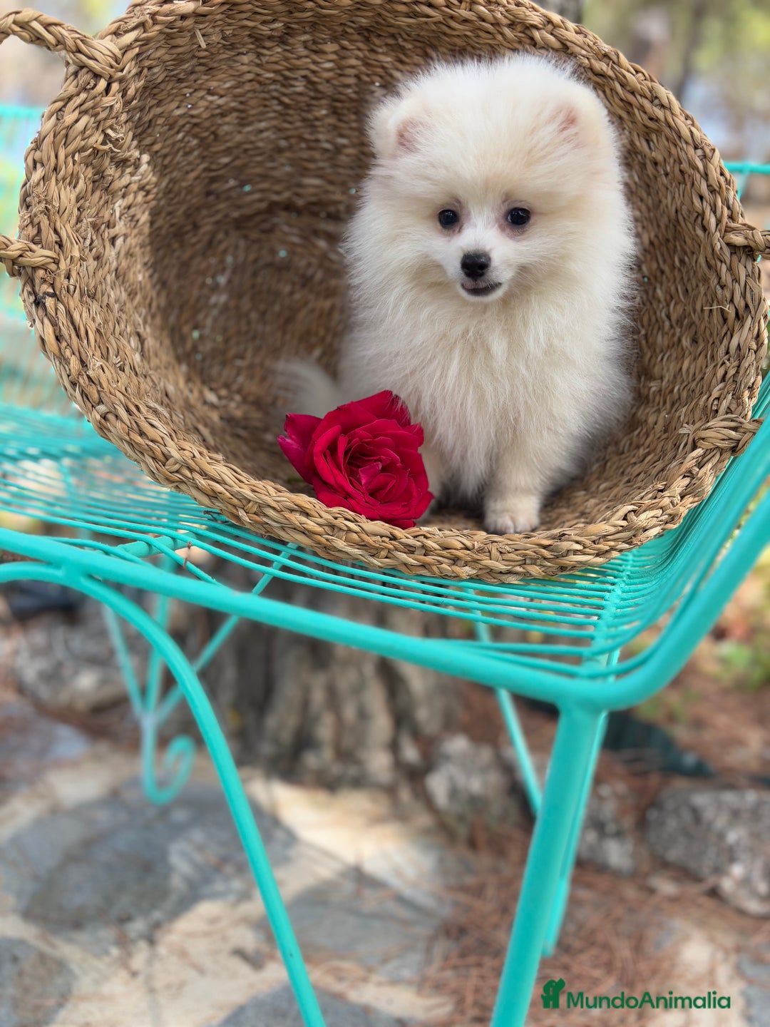Pomerania perros en venta: Pomerania Macho 4 meses  - Anuncio 3