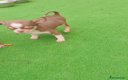Chihuahua perros en venta: Chihuahua Toy Macho tricolor chocolate  - Imagen 6