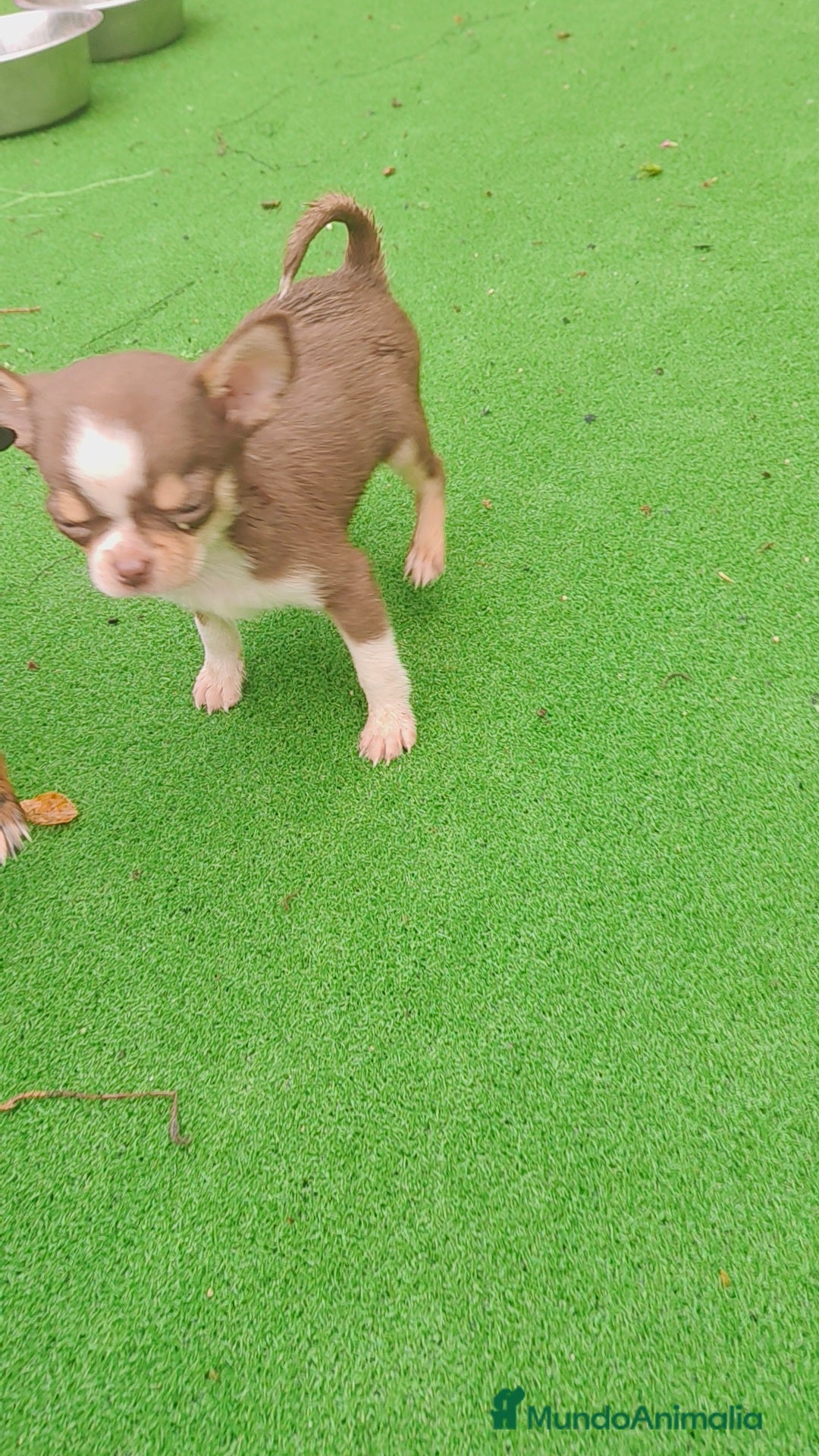 Chihuahua perros en venta: Chihuahua Toy Macho tricolor chocolate  - Imagen 6