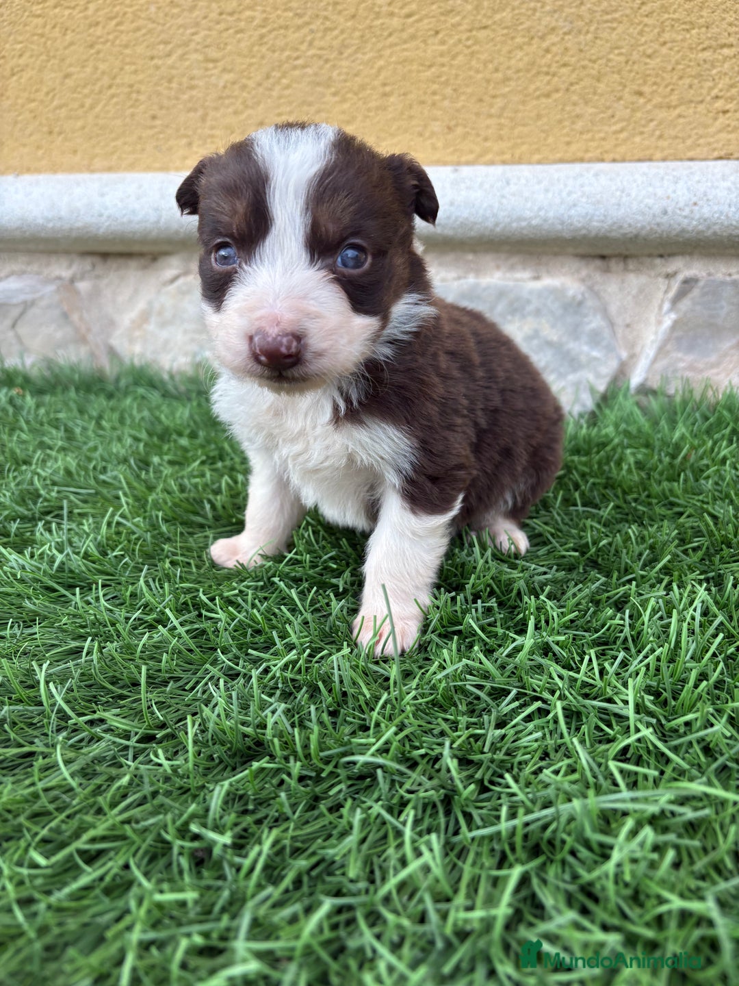 Border Collie perros en venta: Border Collie hembra chocolate  - Anuncio 7