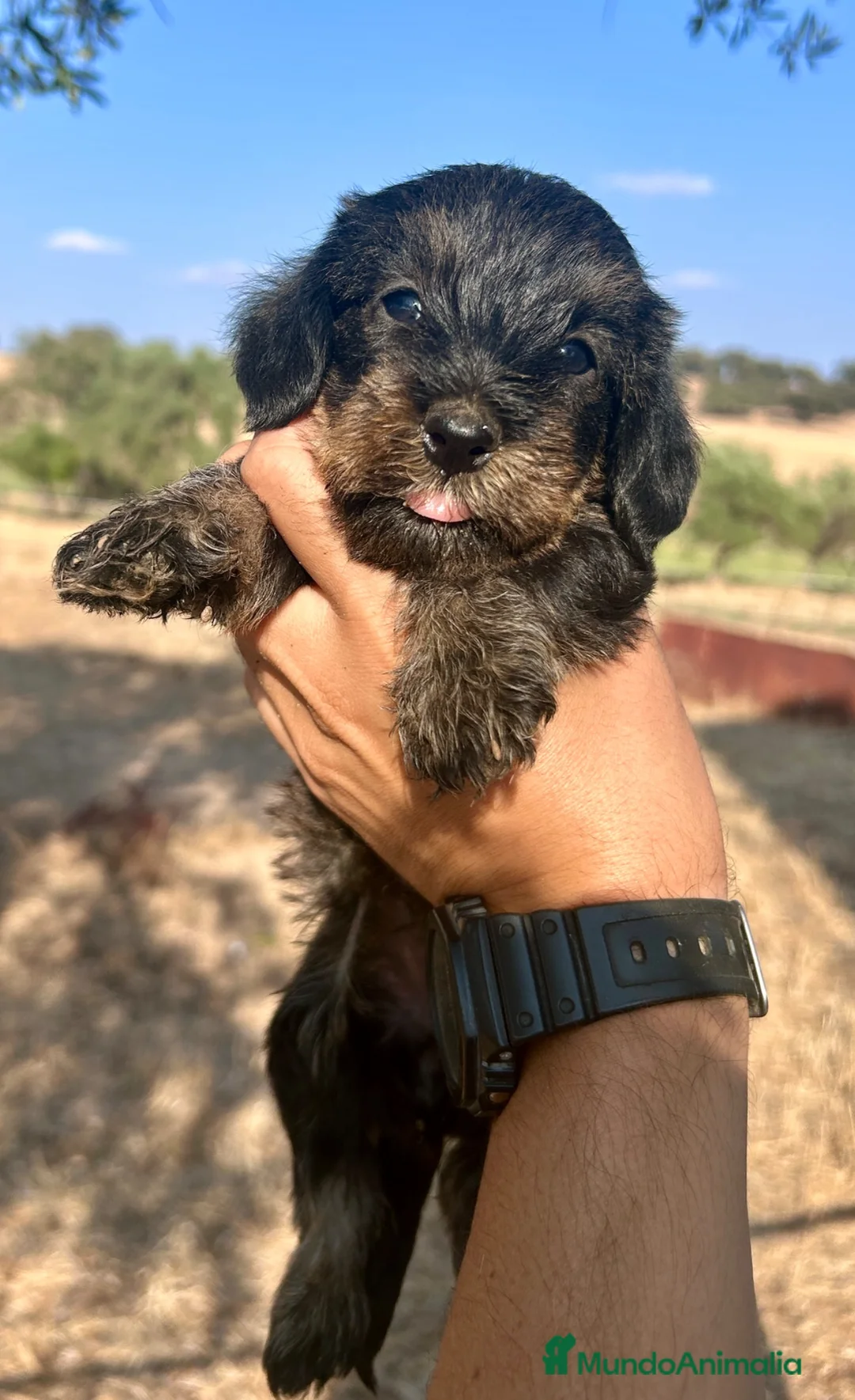 Teckel perros en venta: Teckel pelo duro Sevilla - Anuncio 1