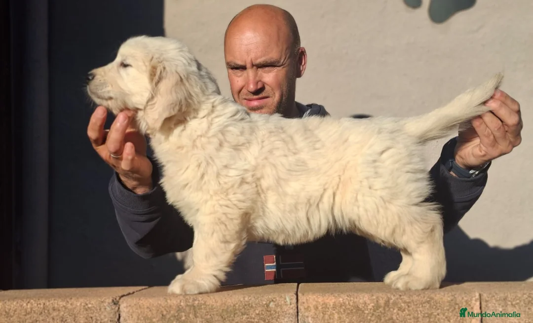 Golden Retriever perros en venta: GOLDEN RETRIEVER - Anuncio 5