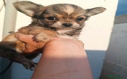 Chihuahua perros en venta: Chihuahuas - Imagen 17
