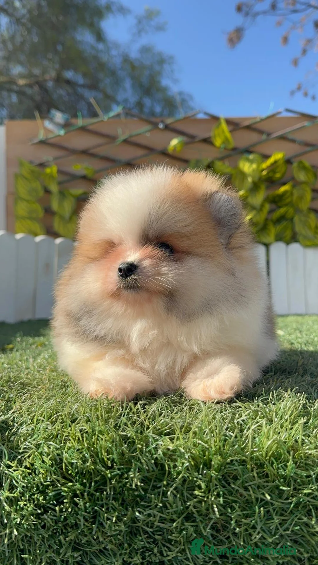 Pomerania perros en venta: POMERANIA MACHO - Anuncio 16