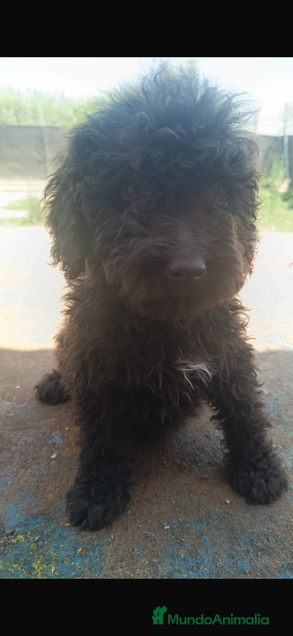 Perro de Agua Español perros Hembra perro de agua chocolate🐶🐾🔥 - Anuncio 2