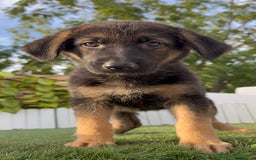 Pastor Alemán perros en venta: PASTOR ALEMAN HEMBRA - Imagen 17