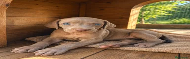 Weimaraner 5