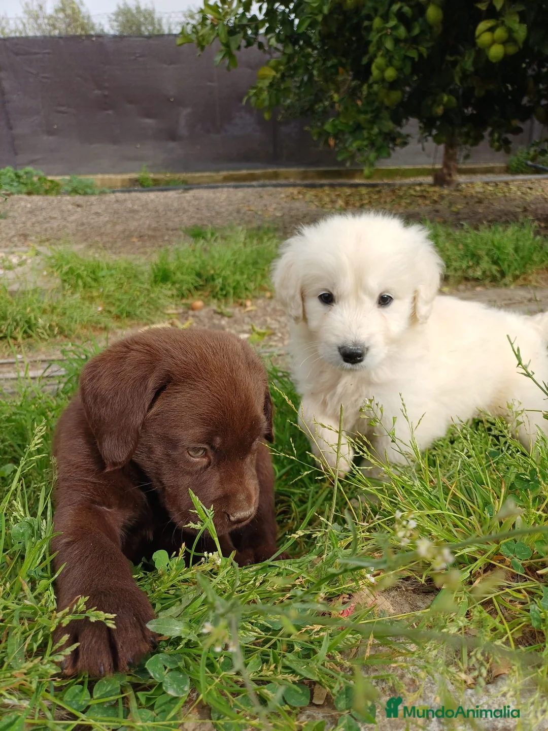 Golden Retriever perros en venta: Último Golden disponible  en Alicante - Anuncio 1