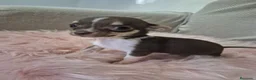 Chihuahua perros en venta: Chihuahua tricolor chocolate 🍫  - Anuncio 4