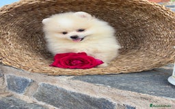 Pomerania perros en venta: Pomerania hembra y Macho  - Imagen 6