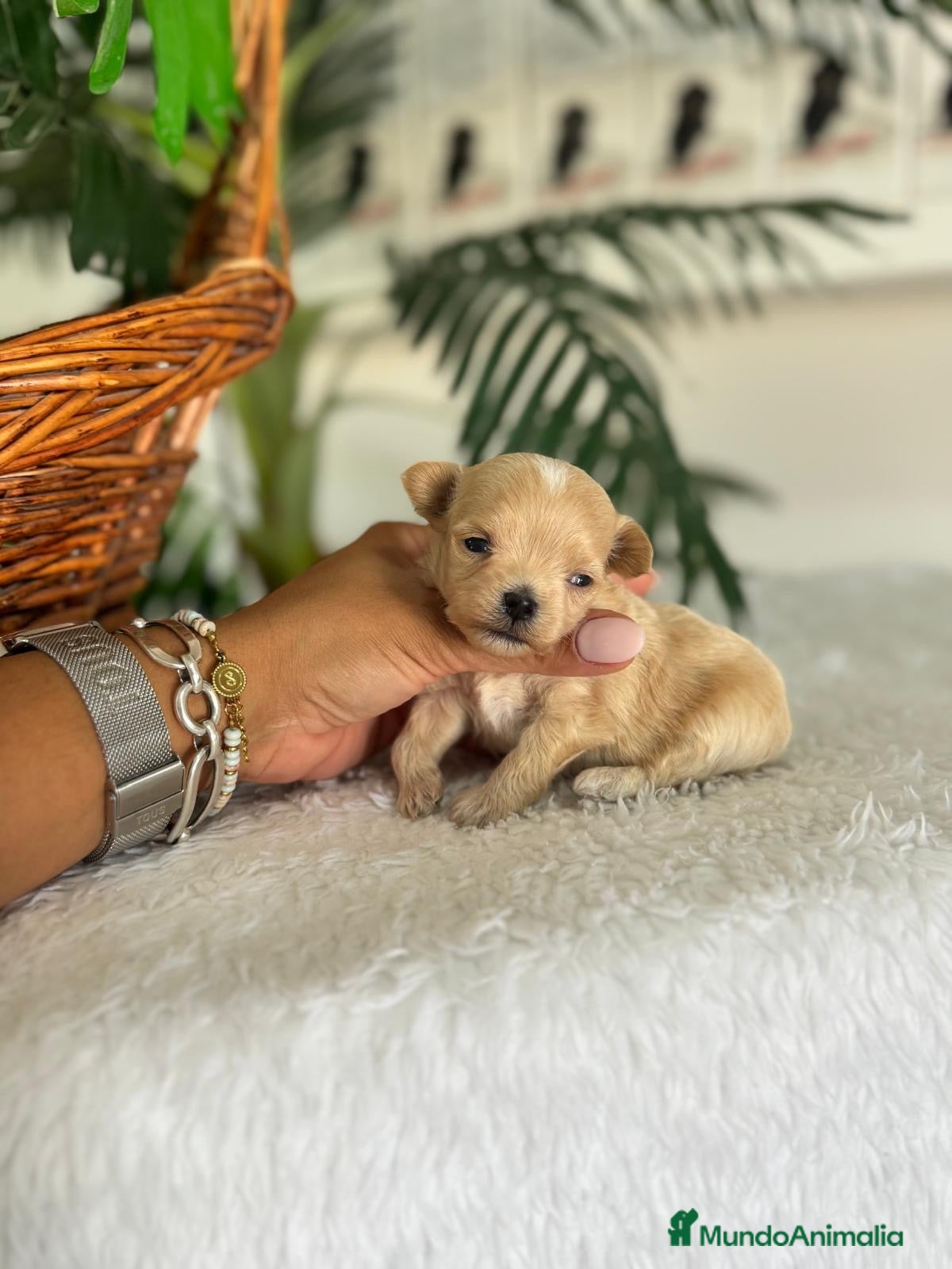 Maltipoo perros MALTIPOO COREANO - Anuncio 1
